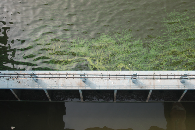 지난 14일 신곡보의 가동보(움직이는 보) 상류에 물풀처럼 흔들리는 녹조의 모습. 환경운동연합 제공