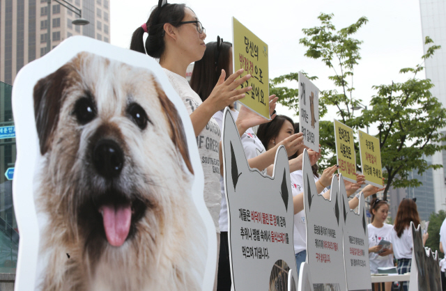 중복인 23일 오전 서울 광화문 광장 인근에서 동물자유연대 활동가들이 보신탕 문화 척결 캠페인을 벌이고 있다. 이들은 “복날 개 먹지 말고 삼계탕 드세요”라고 말하지 않는다. 개뿐 아니라 소, 돼지, 닭도 소중한 생명이니까. 이번 여름엔 몸보신에 앞서 동물권도 한번 생각해보면 어떨지…. 신소영 기자 viator@hani.co.kr