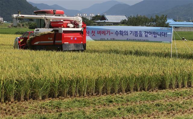 3일 오전 부산 강서구 죽동동에서 김경양씨가 부산에서 가장 먼저 첫 벼베기를 하고 있다. 김씨가 심은 벼는 극조생종인 조운벼로 심은 지 110여 일 만에 수확하는 것이다.  부산/연합뉴스