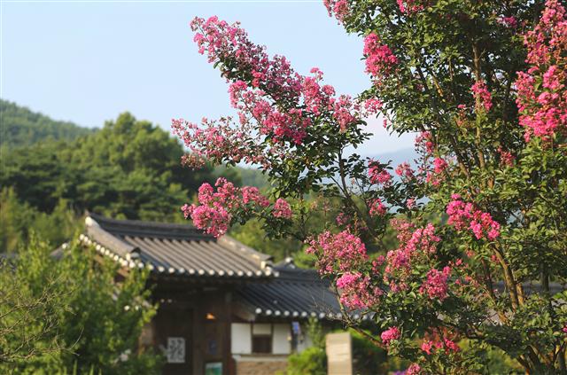 구례군 토지면 오미리 운조루 앞 배롱나무. 사진 이병학 선임기자