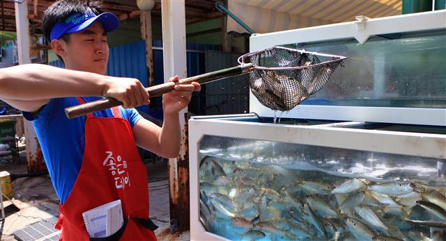 ‘제14회 삼천포항 자연산 전어축제’가 5일 오후 경남 사천 삼천포항 매립지 일원에서 열려 한 상인이 어항에서 뜰채로 전어를 들어올리고 있다. 이 행사는 9일까지 열린다.  사천/연합뉴스 