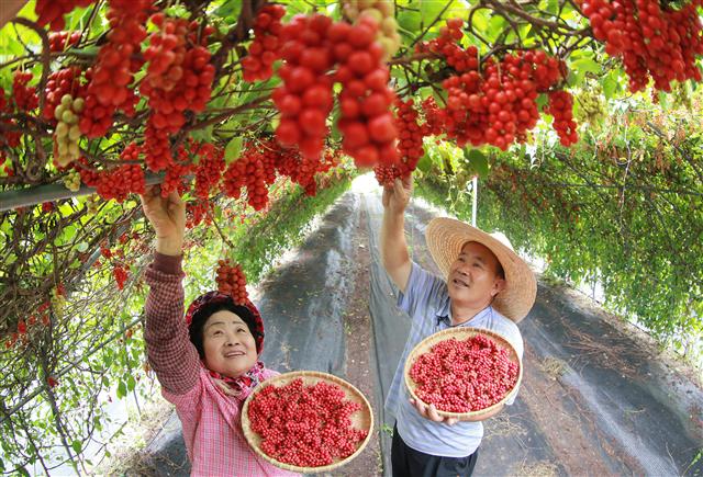 농민들이 17일 경남 함양군 백전면 운산마을의 한 오미자 밭에서 빨갛게 익은 오미자를 수확하고 있다. 다음달 12일부터 이틀간 함양군 백전면에서 ‘백두대간 함양 오미자의 비상’을 주제로 제2회 백전오미자축제가 열린다.  함양군청 제공