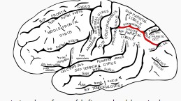 두정간구(頭頂間溝 intraparietal sulcus) 이미지. 오른쪽 윗부분 빨간 선 부분.출처 위키피디아