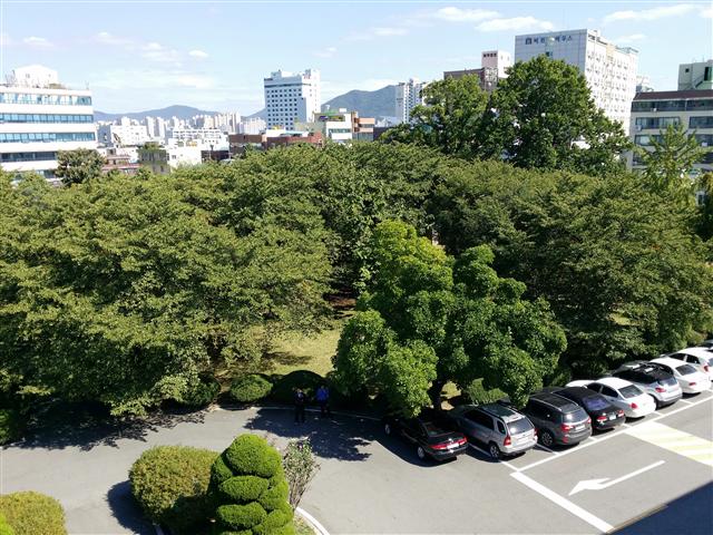 일본왕개미 초군체가 서식하는 농림축산검역본부 구내 정원을 본부 건물 옥상에서 내려다본 모습.