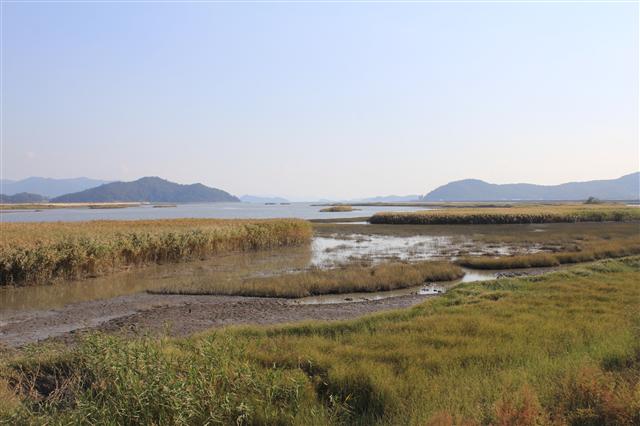 전남 강진군 상하수도사업소에서 하류 쪽으로 1㎞쯤 내려간 지점의 제방 위에 서서 바다 쪽으로 바라본 탐진강 하구. 양옆으로 보이는 키 큰 식물들은 갈대 군락, 나머지 군데군데 군락을 이룬 키작은 풀들은 지채 군락, 그 사이 식물이 뿌리내리지 못한 개펄은 망둥어들의 놀이터다. 점차 밀물이 들어오면서 수위가 높아지기 시작하는 모습이다.  강진/김정수 선임기자 <A href="mailto:jsk21@hani.co.kr">jsk21@hani.co.kr</A>