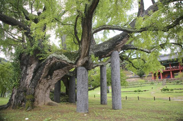 도동서원 앞의 400년 넘은 은행나무. 사진 이병학 선임기자