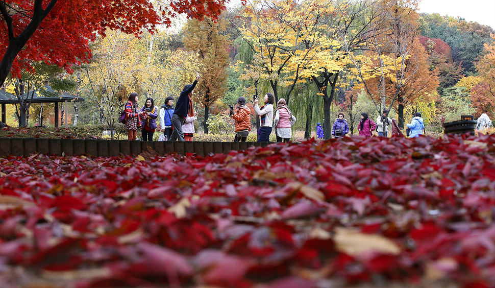 입동인 8일 오후 경기도 고양시 호수공원에서 중국 관광객들이 단풍 나무를 배경으로 사진을 찍고 있다.고양/ 김봉규 선임기자 bong9@hani.co.kr