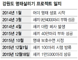 강원도 명태살리기 프로젝트 일지
