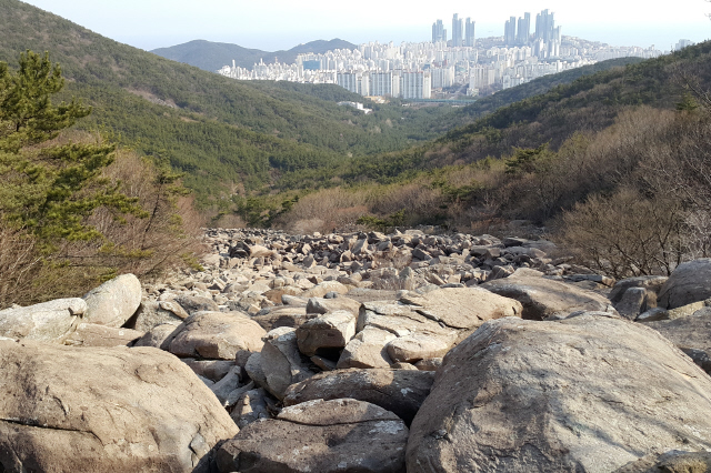 거대한 화산폭발과 함께 뜨거운 화쇄류가 산 아래로 쏟아져 내리던 중생대 말 장산의 옛 모습은 간데없지만 당시 화산재가 굳어 생긴 응회암 바위가 너덜을 이뤄 해운대 신시가지를 향해 ‘흐르고’ 있다.