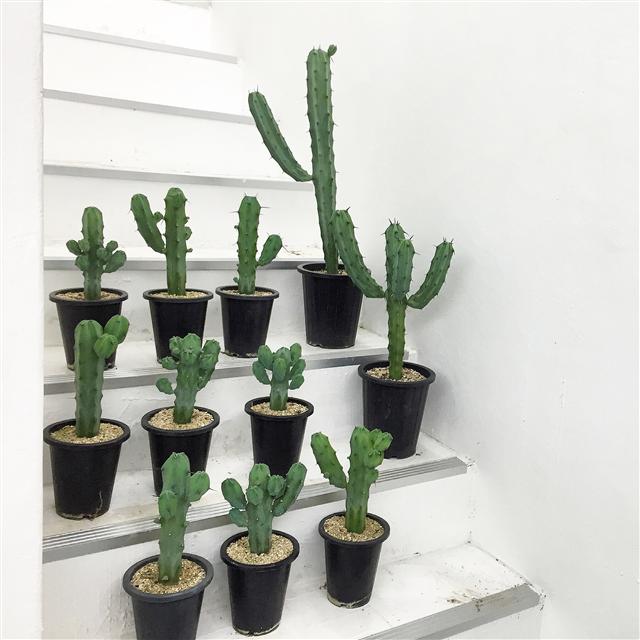 선인장 같은 다육식물은 관리가 편해 초보자에게 적합하다.  슬로우파마씨 제공