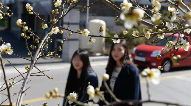 봄마중 나온 매화 25일 경남 거창군 거창읍 거창여고 앞길에서 매화가 꽃망울을 터뜨려 행인들의 눈길을 끌고 있다.  거창군 제공/연합뉴스