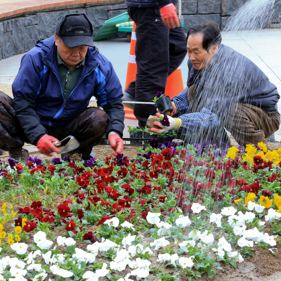 3일 오전 서울 성동구 왕십리역 광장 화단에서 구청 직원들이 팬지, 비올라, 수선화 등 봄꽃을 심고 있다. 김태형 기자 xogud555@hani.co.kr