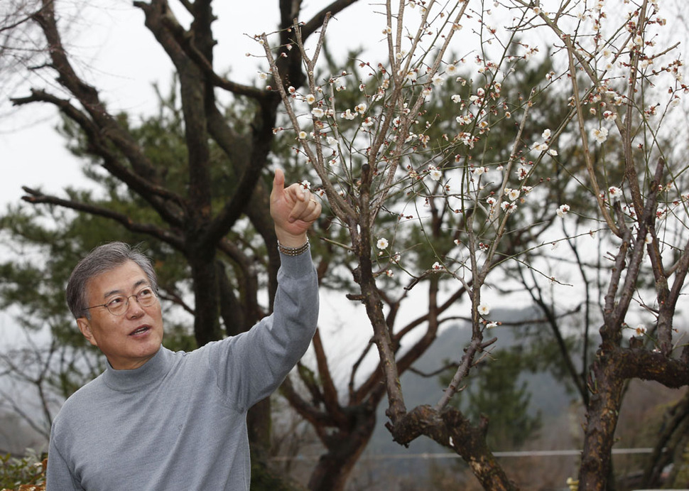 문재인 더불어민주당 전 대표가 6일 오후 경남 양산시 자택에서 인터뷰를 마친 뒤 산책하며 마당에 핀 매화를 보여주고 있다. 양산/이정아 기자 leej@hani.co.kr