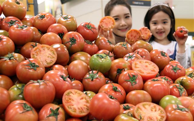 7일 서울 이마트 용산점에서 모델들이 국내산 ‘대저 토마토’를 선보이고 있다. 이마트는 전국 점포에서 대저 토마토를 100g당 780원에 판매한다.  연합뉴스