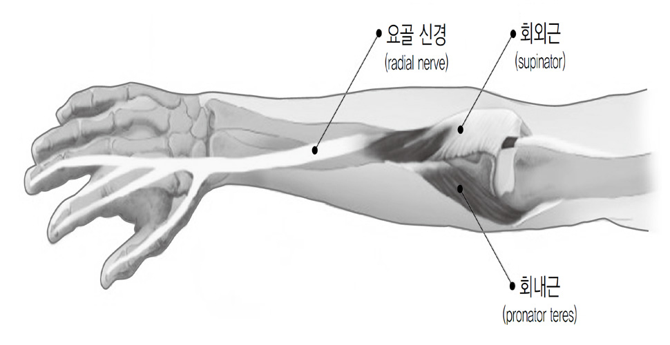 요골신경마비는 팔을 지나는 요골신경이 외부 요인에 의해 압박을 받아 손목이 아래로 떨어지는 질환이다. 주말에 술을 많이 마신 뒤 여자친구에게 팔베개를 해준 뒤 마비가 온다고 하여 토요일 밤 증후군(Saturday night syndrome)으로도 불린다. 그림은 요골신경 부위를 나타내는 설명도. 네이버 제공