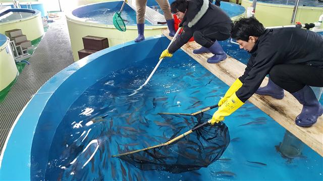 강원도 해양심층수수산자원센터 직원들이 29일 서울 코엑스아쿠아리움 등에 분양할 명태를 뜰채로 건져내고 있다.  강원도 해양심층수수산자원센터 제공