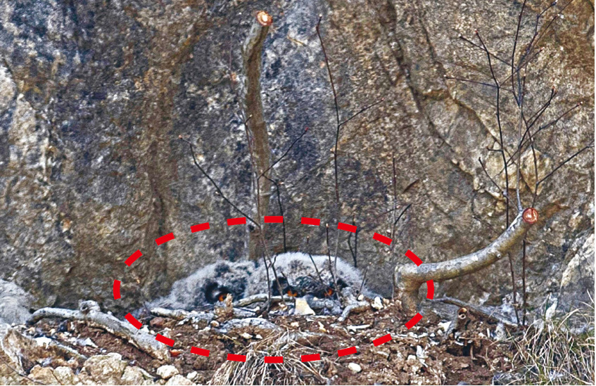 멸종위기종이자 천연기념물인 수리부엉이 새끼 두 마리(빨간 점선 안)가 28일 낮 경기 안산시 대부도의 한 절벽 위 둥지에서 큰 눈을 뜨고 앞을 바라보고 있다. 사진가들이 야간 촬영을 하려고 둥지 주변의 나무와 덩굴들을 모두 제거해 둥지가 그대로 노출됐다. 수리부엉이들 오른쪽과 위에 톱으로 잘린 나무의 단면이 선명하게 보인다.   안산/김성광 기자 flysg2@hani.co.kr