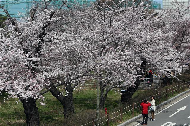  30일 오전 광주 서구 농성동 상록회관 벚나무 군락지를 시민들이 구경하고 있다. 850여 가구 규모의 아파트가 들어서는 상록회관 터 안의 벚나무 군락은 기부채납으로 보존된다.  광주/연합뉴스