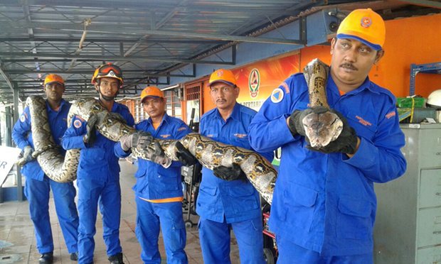 말레이시아 공사 인부들이 잡힌 뱀을 들어보이고 있다. Malaysia civil defence force 제공