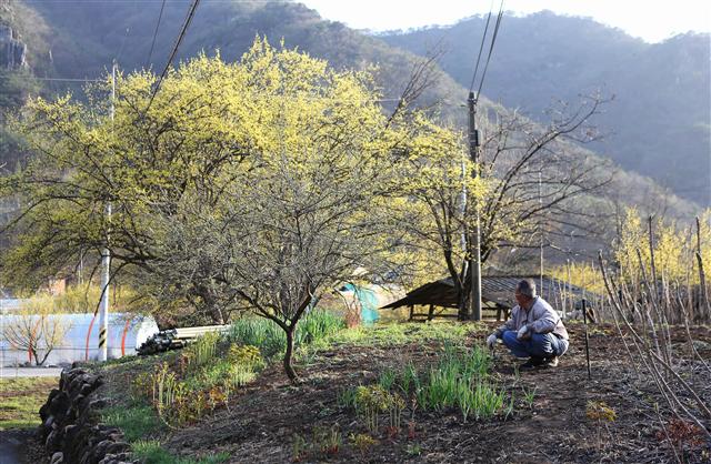 봄기운에 휩싸인 산수유마을 상천리. 이곳 산수유꽃 절정기는 3월 말~4월 초다. 사진 이병학 선임기자