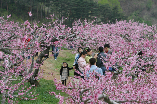 사진 강릉시 제공