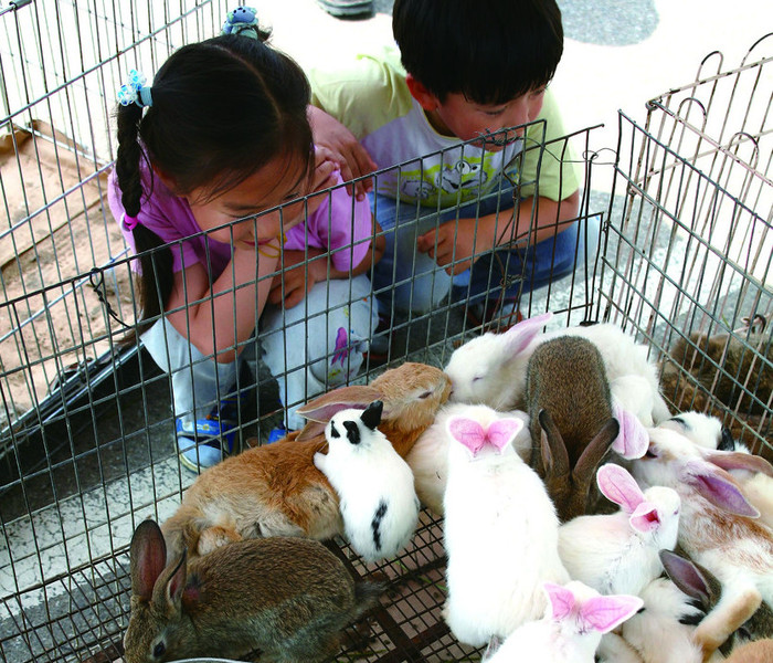 3. 강화 풍물시장에서 아이들이 토끼를 보고 있다.