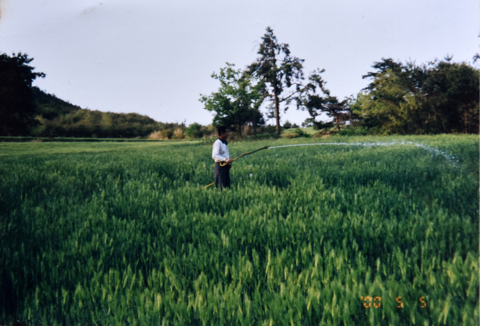 가뭄이 심했던 2000년 5월5일 백남기씨가 호스로 밀밭에 물을 주고 있다. 박경숙 제공