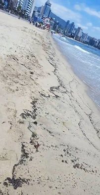 부산 광안리해수욕장에서 개미 떼가 이동하는 사진. 사회관계망서비스 갈무리