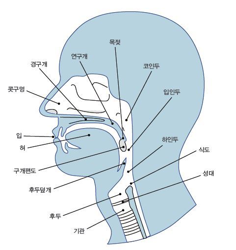 입이나 코로 숨을 쉬었을 때 공기의 흐름 통로 모식도. 연구개나 구개편도가 커지면 공기 흐름이 원활하지 않아 코골이나 수면무호흡증이 생길 수 있다. <코골이 수면무호흡증, 양압기로 치료한다>에서 발췌.