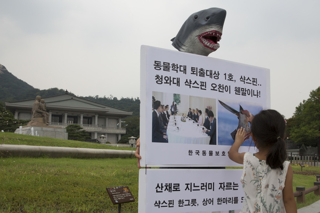 불완전 단백질 ‘샥스핀’의 영양성분은 완전 단백질을 함유한 달걀과 우유 등에 미치지 못한다. 영양가 없는 음식을 얼마나 먹었던 걸까. 영양가 없는 정부의 행보에 상어와 개, 돼지를 비롯한 동물 생태계가 신음하고 있다. 18일 오후 상어 한 마리가 바다에서 청와대 앞으로 뛰쳐나와 박근혜 대통령의 ‘샥스핀’ 오찬을 규탄하며 1인시위를 벌이고 있다.  김성광 기자 flysg2@hani.co.kr