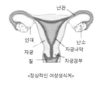 자궁근종이 없는 자궁과 난소의 모습. 서울아산병원 제공