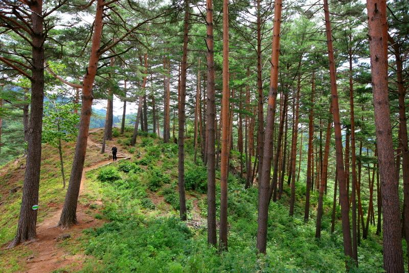 경북 울진군 금강소나무숲길은 전국에서 탐방객들이 찾아올 정도로 유명한 숲길이다. 울진군 제공