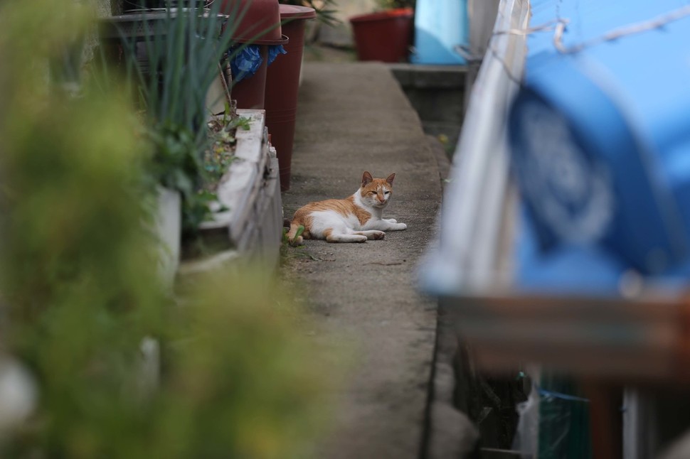9일 오후 서울 성북구 삼선동에 고양이 한 마리가 한가롭게 누워 있다. 박종식 기자 anaki@hani.co.kr