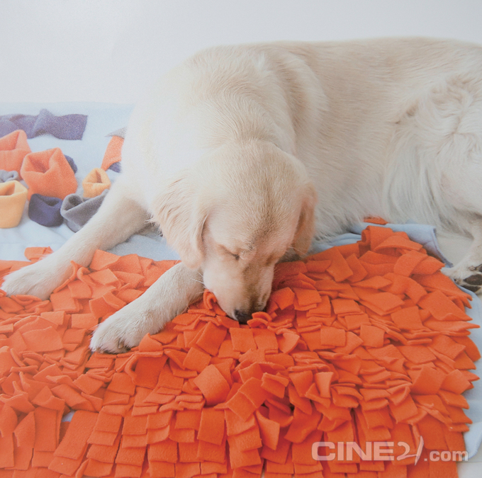 반려견 코담요. 사진 오계옥