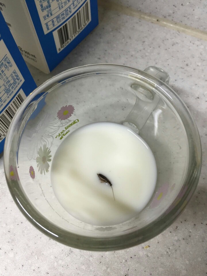 지난 9월24일 안아무개씨가 구입한 푸르밀 우유에서 발견된 벌레. 사진 안씨 제공.