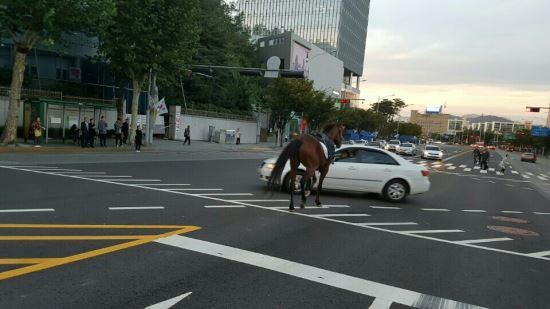 9일 오후 6시께 서초구 반포대로에서 '2016 서리풀 페스티벌'의 일환으로 열린 '서초강산퍼레이드'에 동원된 말이 이탈해 질주하고 있다. 이 말은 서초역부터 반포대교까지 2킬로미터 가량을 달리다 경찰에 붙잡혔다. 출처 국민일보 누리집.