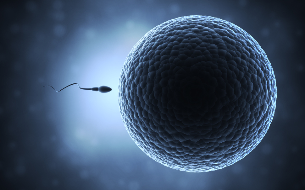 출산을 위한 섹스는 쇠퇴할 전망이다. http://blogs.discovermagazine.com/science-sushi/files/2015/06/sperm_egg.jpg