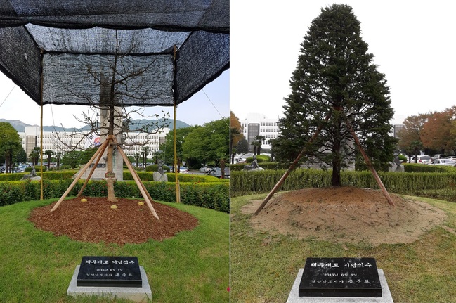 경남도청 들머리에 심어져 경남도 채무 제로 달성을 상징하던 사과나무(왼쪽)가 결국 시들어 뽑혀나가고, 그 자리에 주목(오른쪽)이 대신 심어졌다.