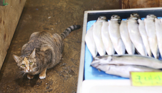 ’성복수산’의 생선 지키는 고양이 ’가을’.