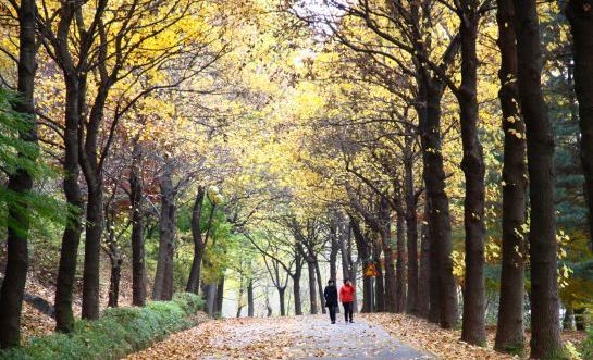 아름다운 청남대의 가을길.청남대관리사업소 제공