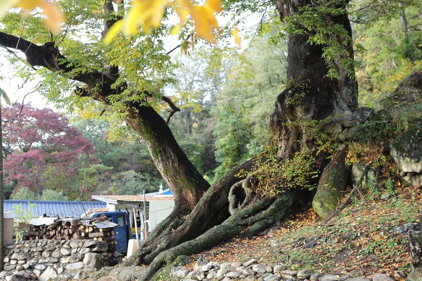 봉화읍 삼계리 삼계서원 옆 농가의 느티나무. 농가에서 대대로 한달에 두번씩 제를 올려오는 나무다.