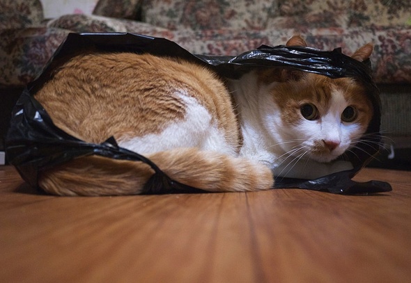 catzm3
