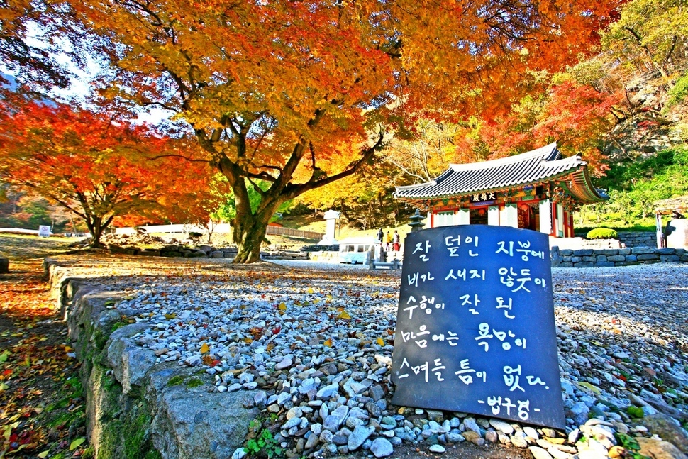 전북 순창 강천사 대웅전 앞입니다. 강천산 단풍터널이 시작되는 곳이기도 합니다. 붉은 물감이 뚝뚝 떨어질 듯한 풍경입니다. 입구에 놓인 법구경 한 말씀이 정곡을 찌릅니다. 박래윤/전북 전주 덕진동