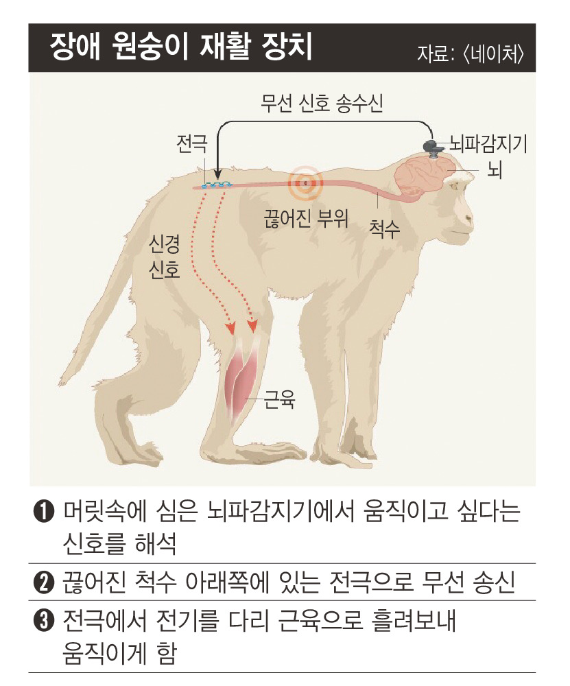 척수마비가 된 원숭이에게 뇌파를 원격으로 끊어진 척수의 신경과 연결해서 걷게 한 것을 쉽게 설명한 개념도.