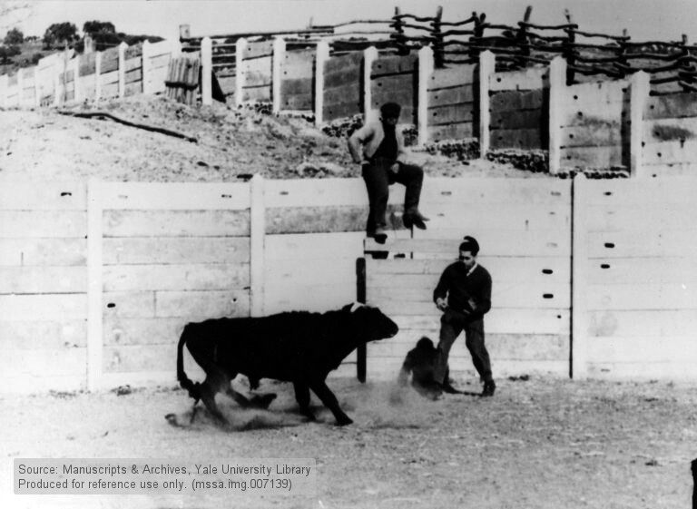 예일대학교의 호세 델가도 교수는 1965년 스페인 코르도바의 한 투우장에서 소를 상대로 한 실험을 진행했다. 투우 소의 머릿속에 전기 장치를 넣은 뒤 소를 화가 나게 만들었다. 소가 자신에게 달려드는 순간에 손에 들고 있던 버튼을 조작하자, 소는 공격을 멈췄다. 예일대 도서관 자료