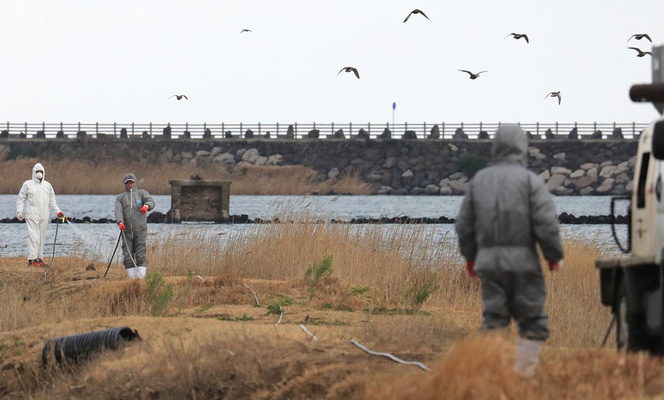 ‘AI 청정’ 제주도 뚫렸다…철새 분변서 ‘고병원성’ 확진