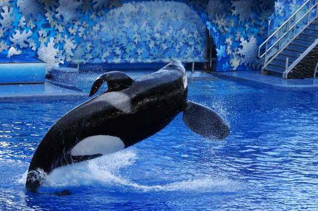 2009년 범고래 ‘틸리쿰’이 미국 플로리다주의 테마파크인 시월드 올랜도에서 공연을 하고 있다. 야생과 달리 수족관에 사는 범고래는 등지느러미가 휘어진다. 데이비드 트리블(크리에이티브 코먼스) 제공