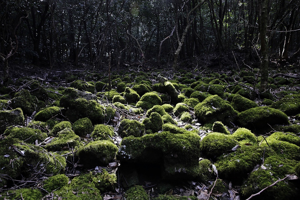 2011년 람사르습지로 등록된 제주시 조천읍 선흘리 동백동산의 제주고사리삼 서식지에 햇빛이 비치고 있다. 