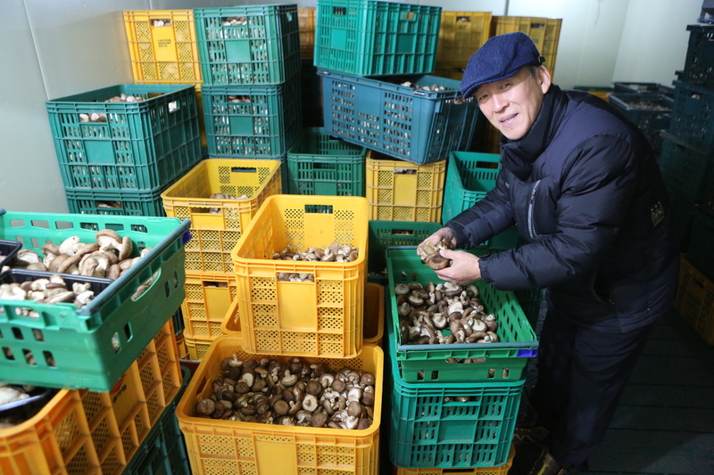 평창 우리농배움터 운영자 신광순(64)씨가 한 농원에서 생산한 표고버섯을 살펴보고 있다.