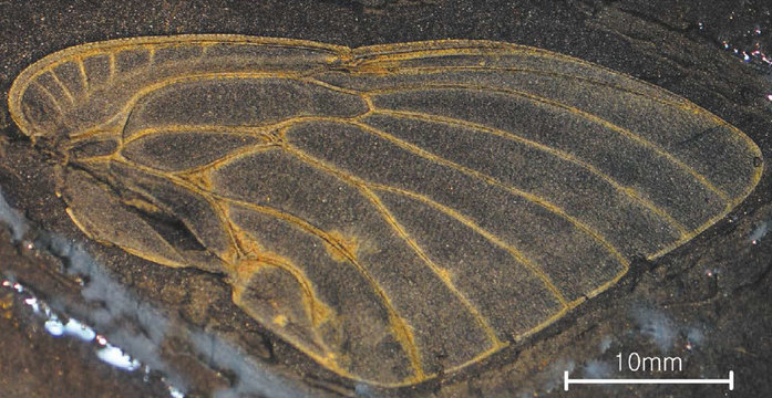충남 보령에서 발굴된 약 2억년 전의 매미 날개 화석. 남기수 교사 제공
